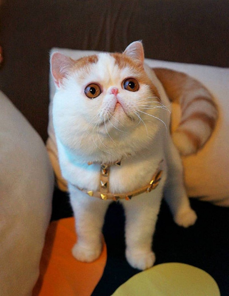 Коты экзоты Снупи