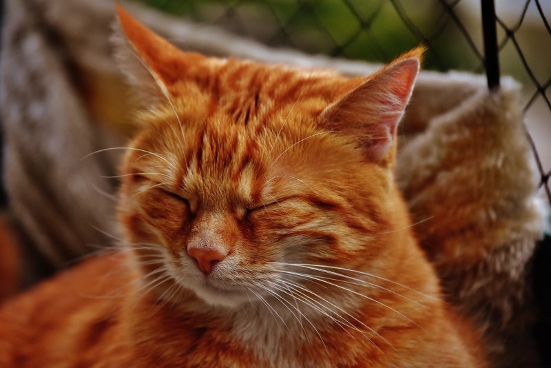 Рыжий кот