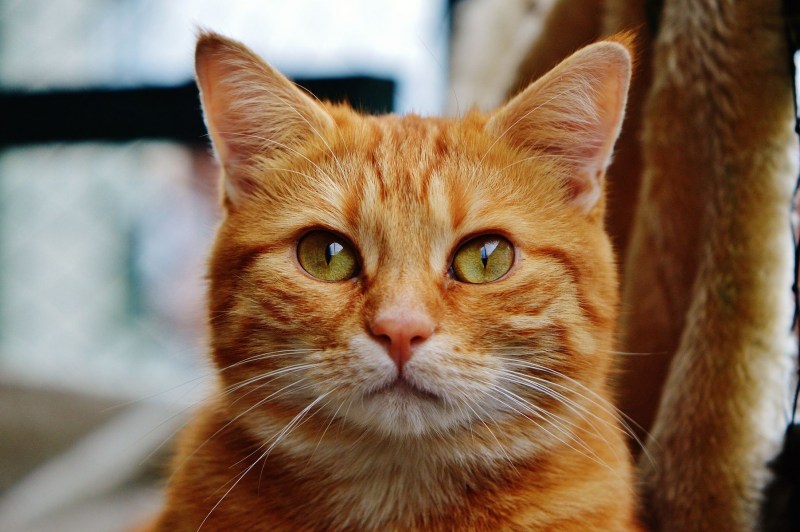 Ярко рыжий кот
