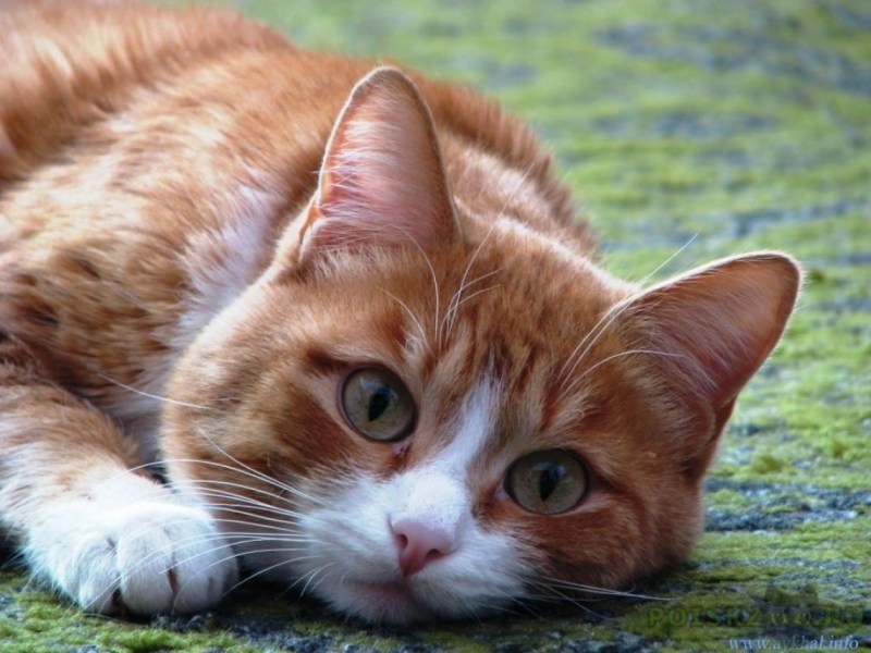 Рыжий зеленоглазый кот