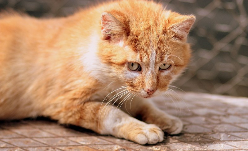 Котик Джинджер рыженький