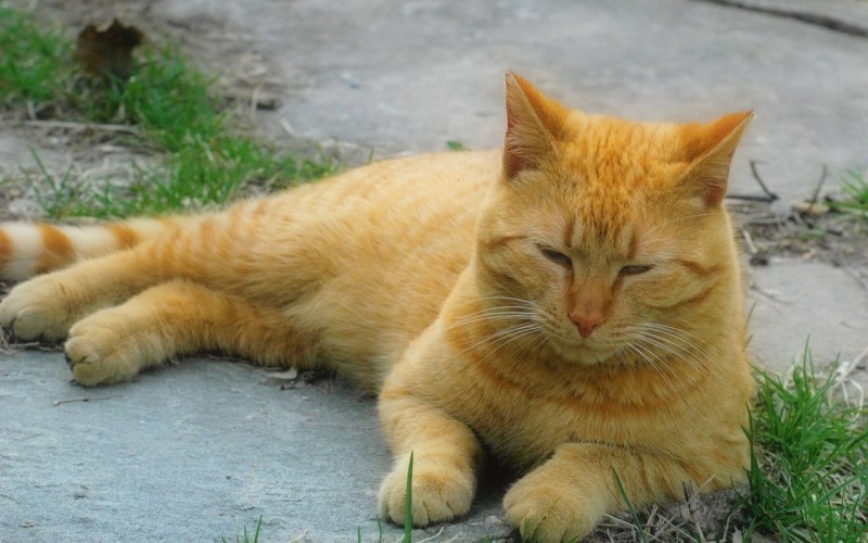 Желтый кот