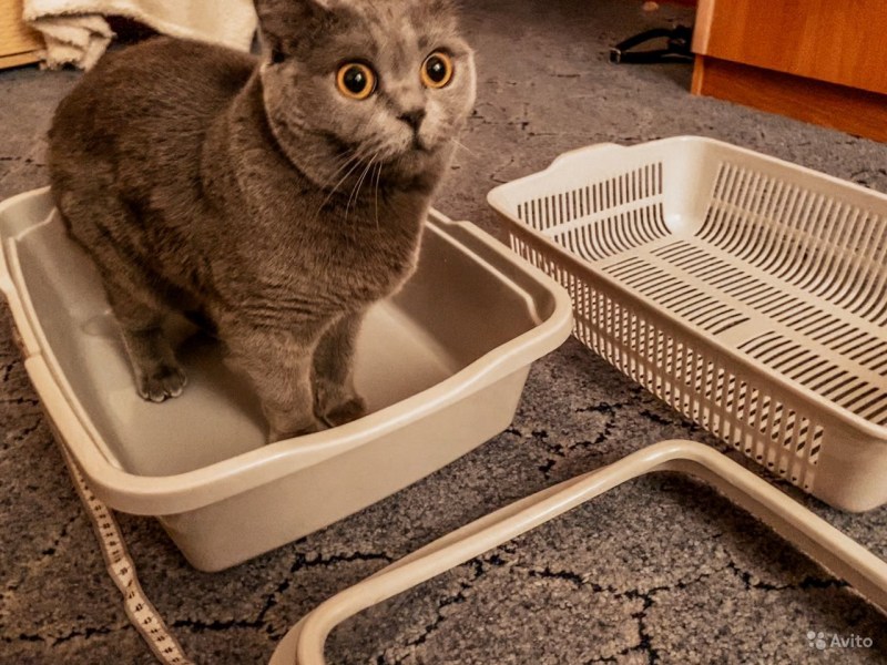 Лоток для котёнка мальчика