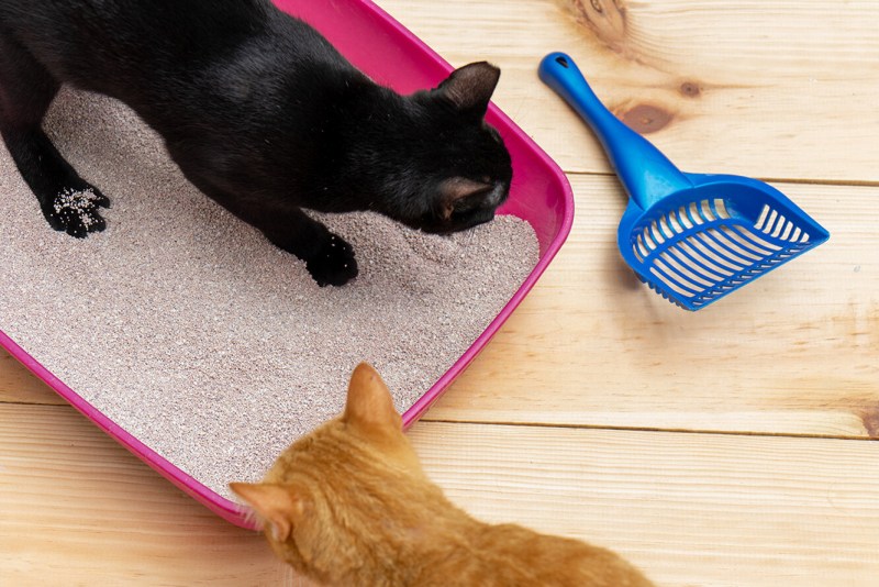 Trixie Katzentoilette Taupe