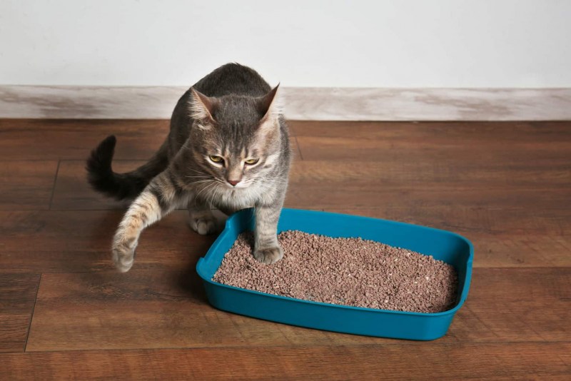 Лоток для кота