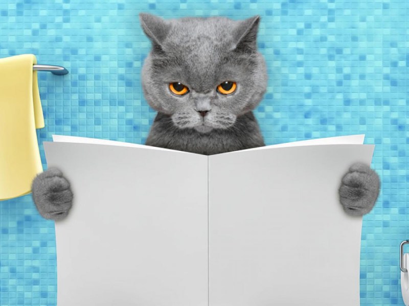 Приучить котенка к лотку