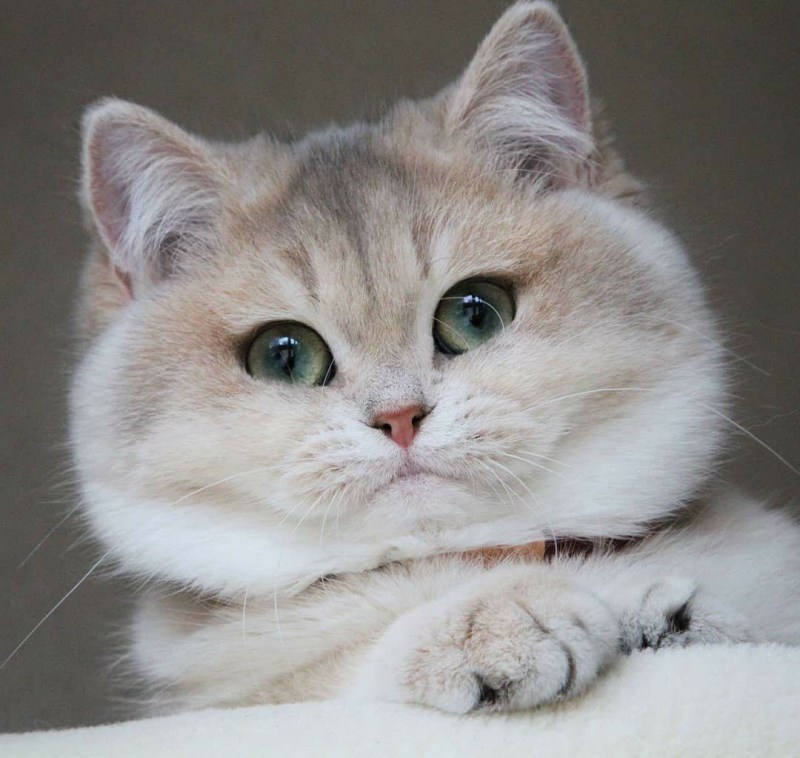 Кот с пухлыми щеками