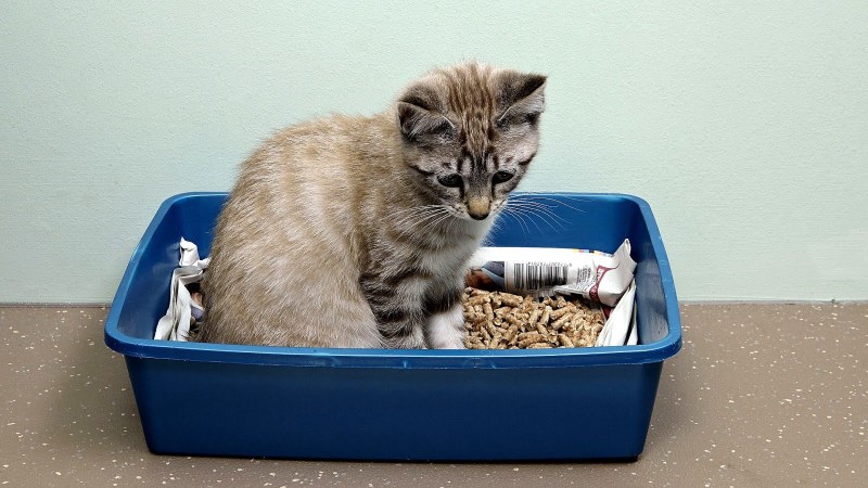 Приучение кота к лотку