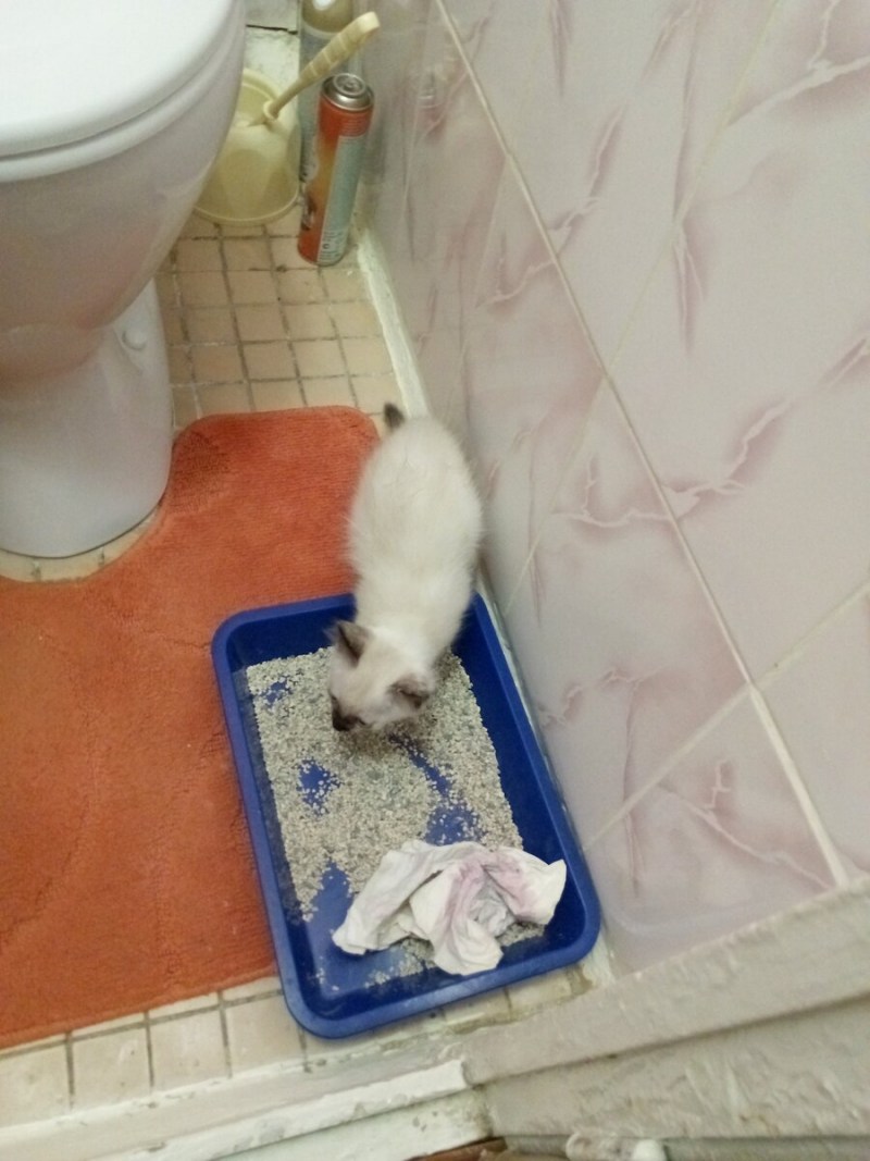 Приучить кота к дому