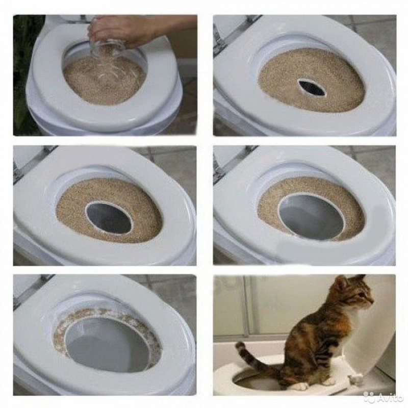 Туалет для маленьких котят