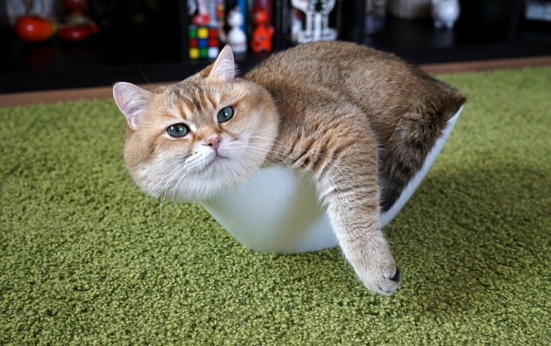 Толстощекие коты