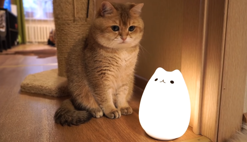 Скоттиш страйт Хосико