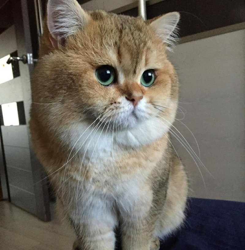 Котьи щечки