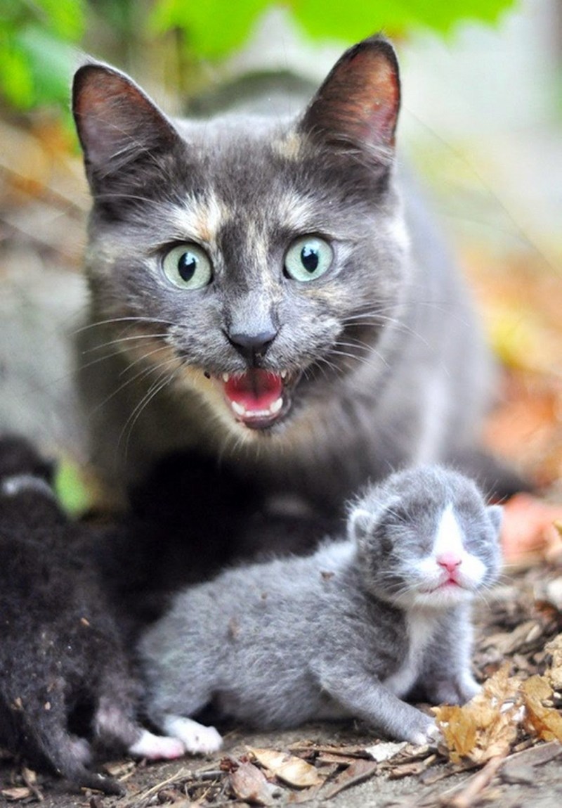 Кот защищается
