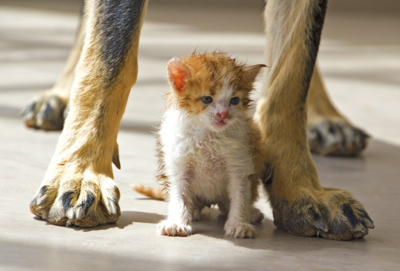 Мама защищает котенка