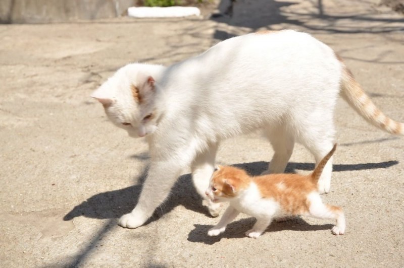 Общение кошек