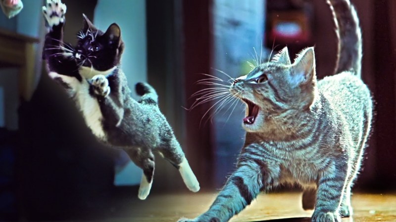 Собака защищает кошку