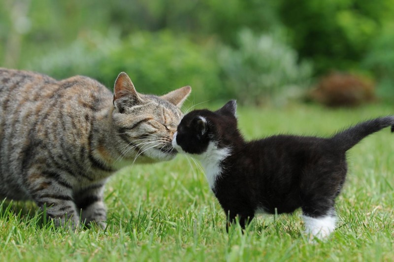 Кошка с котятами на прогулке