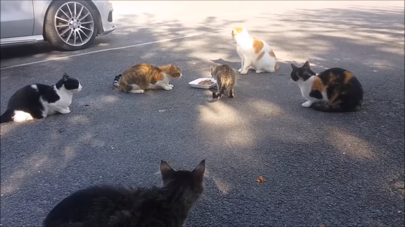 Котенок защищается