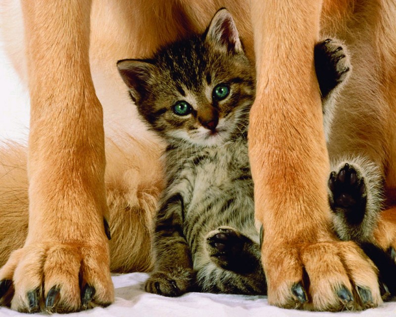 Кошка с котятами