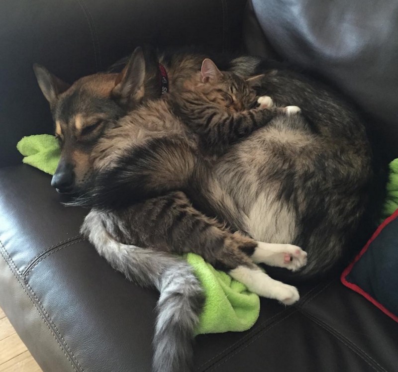 Драка котов