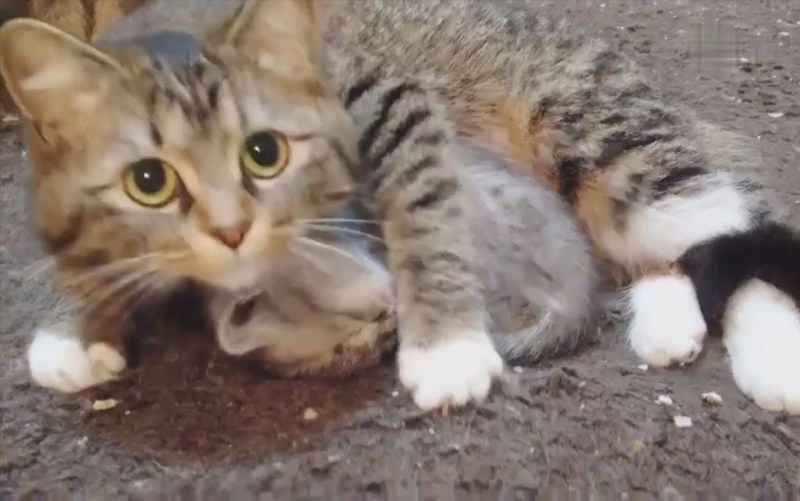 Котенок защищает