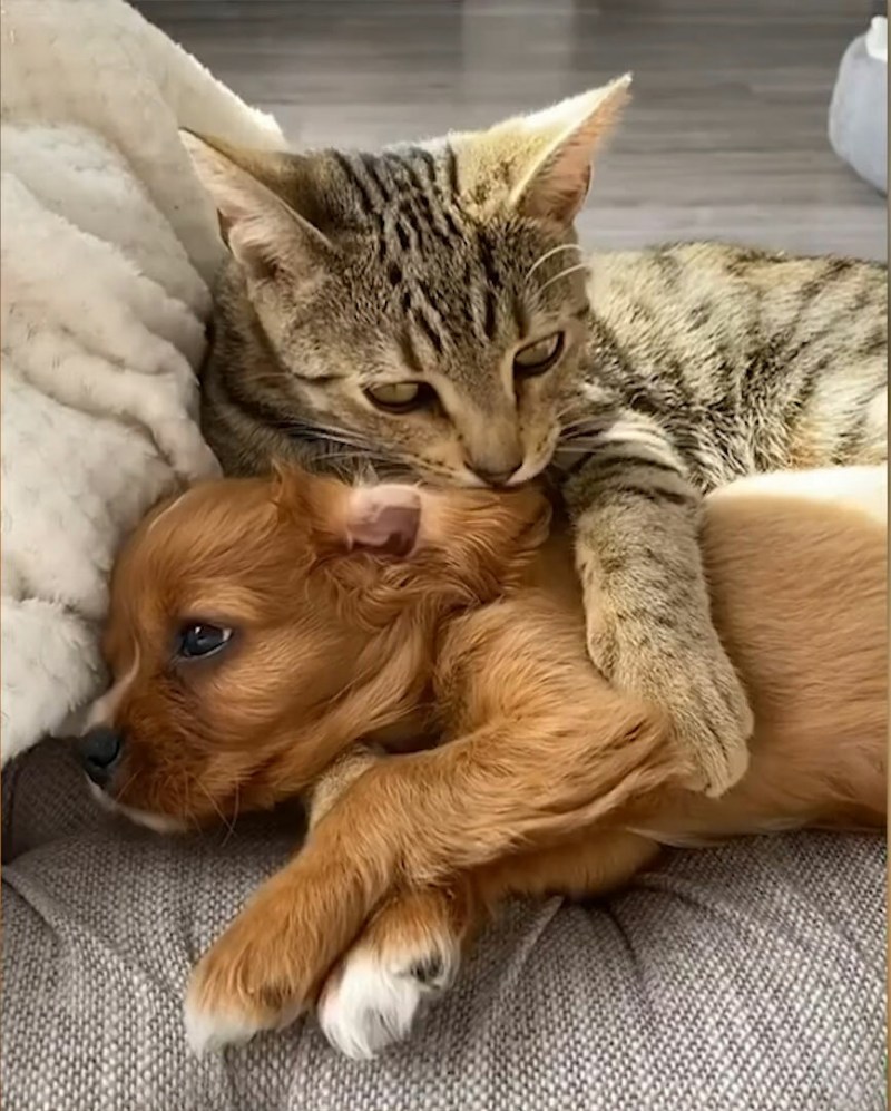 Кошки охранники породы