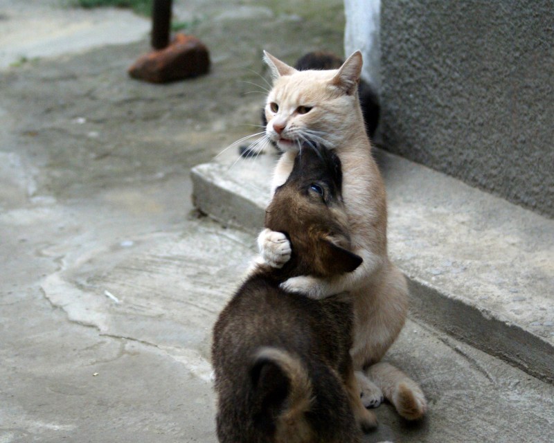 Котенок и змея