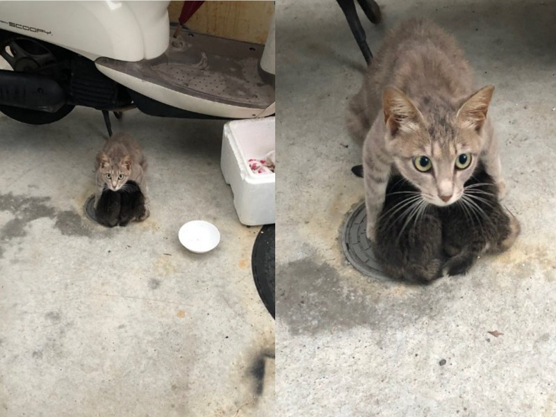 Котенок нападает