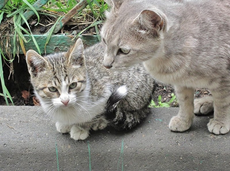 Кошка жара