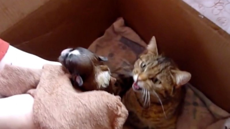 Кошка тащит котенка