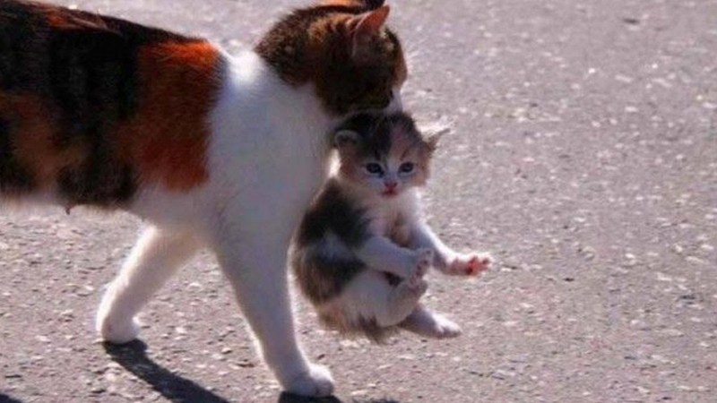 Кошка защищает другую кошку