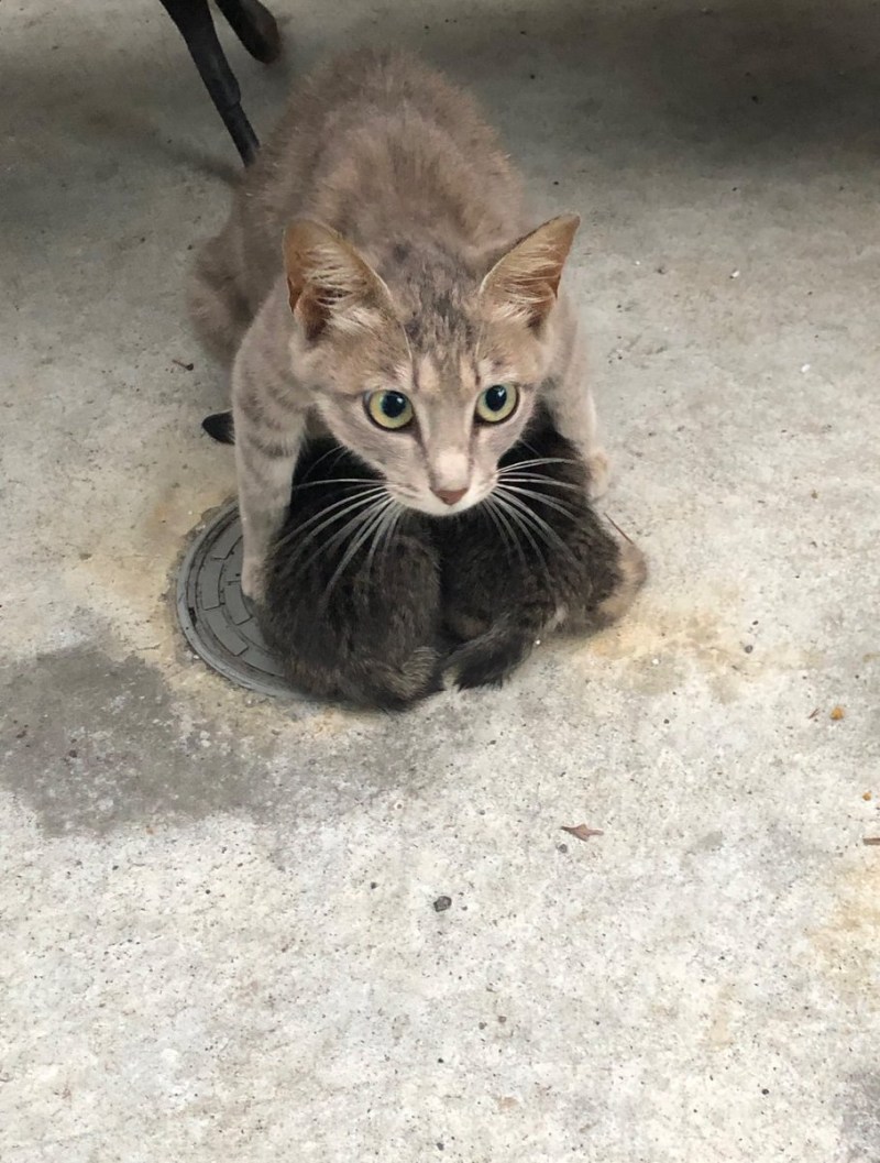 Кошка защищает котят