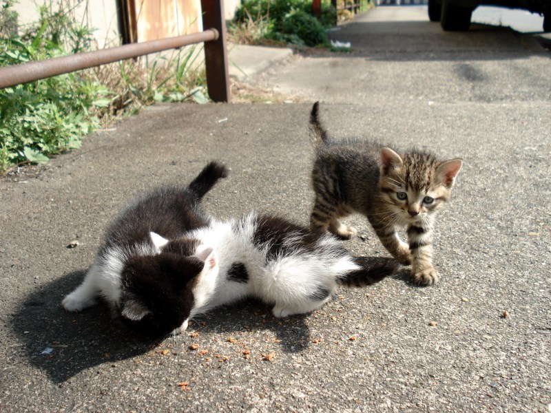 Домашняя кошка с котятами