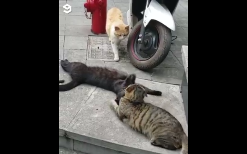Кошка и кот спалили