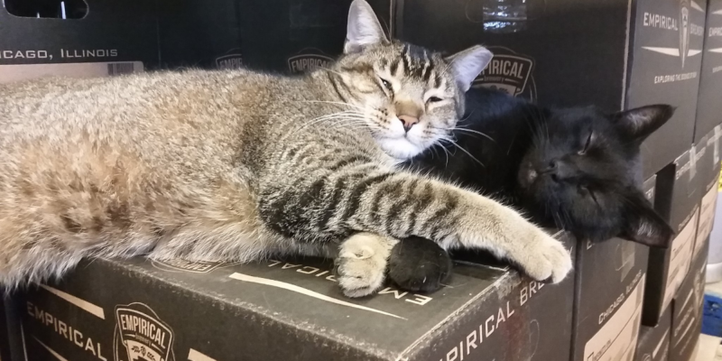 Мать кошка защищает котят
