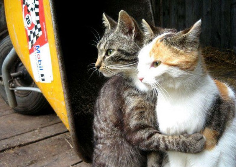 Мама кошка защищает котенка