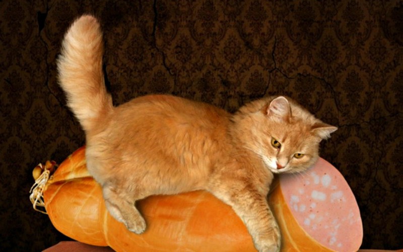 Коты Воители Остролисточка