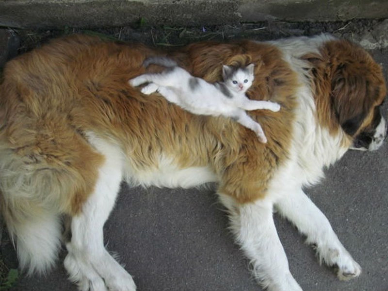 Кот упал с балкона