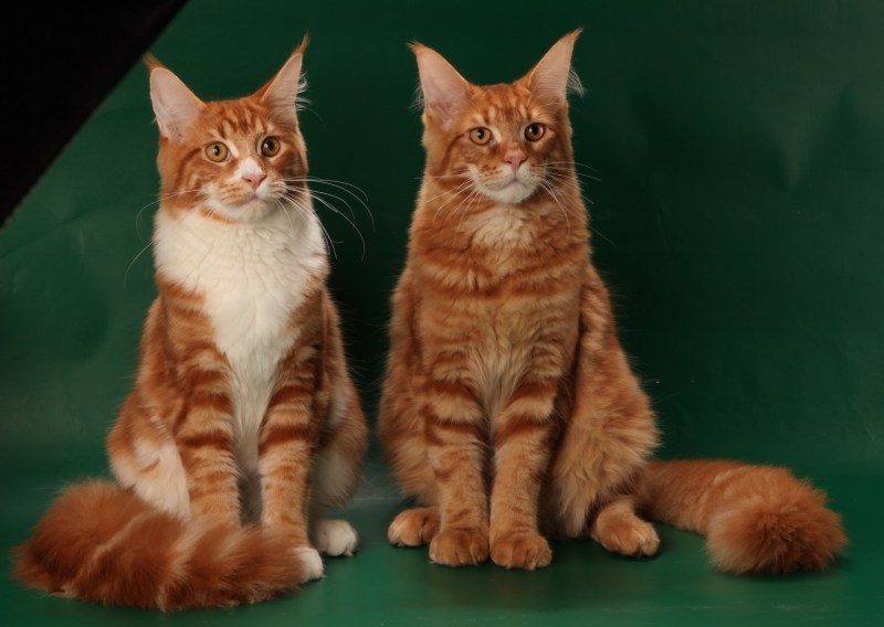 Котята Мейн кун черные гладкошерстный