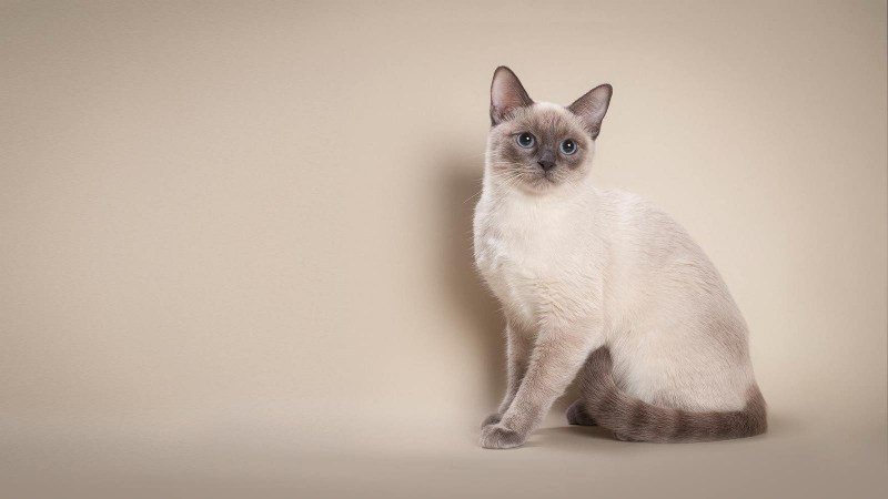 Тайская кошка