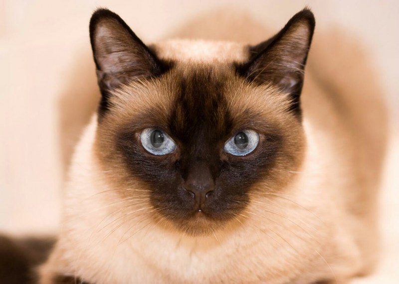 Сиамский и тайский кот