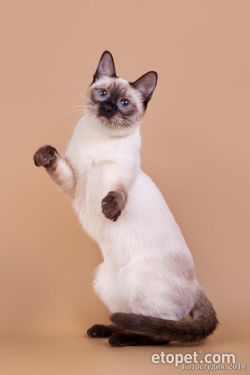 Тайская кошка