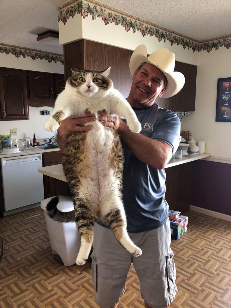 Здоровенный кот