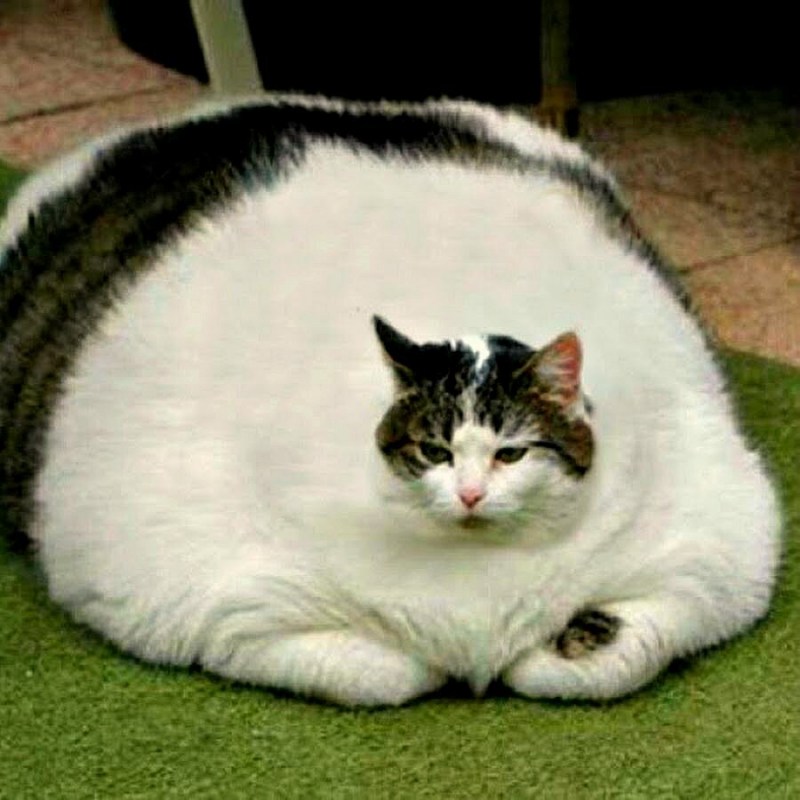 Кошка Дасти 420 котят