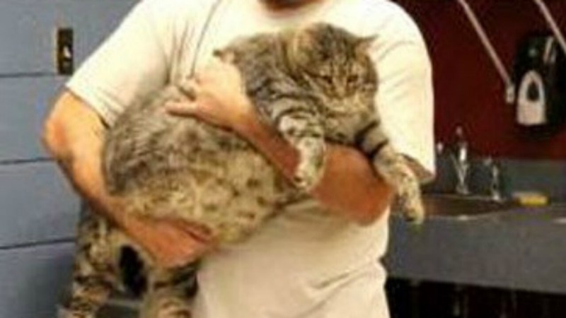 Ожирение у котов