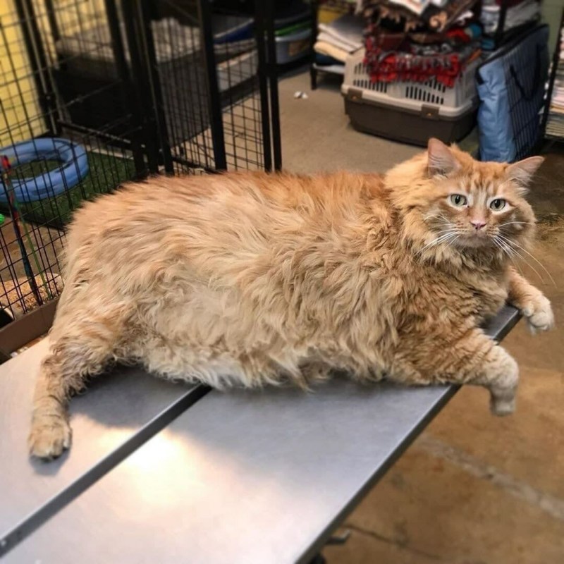 Огромный жирный рыжий кот