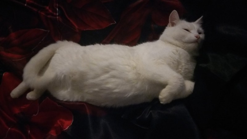 Самые толстые коты