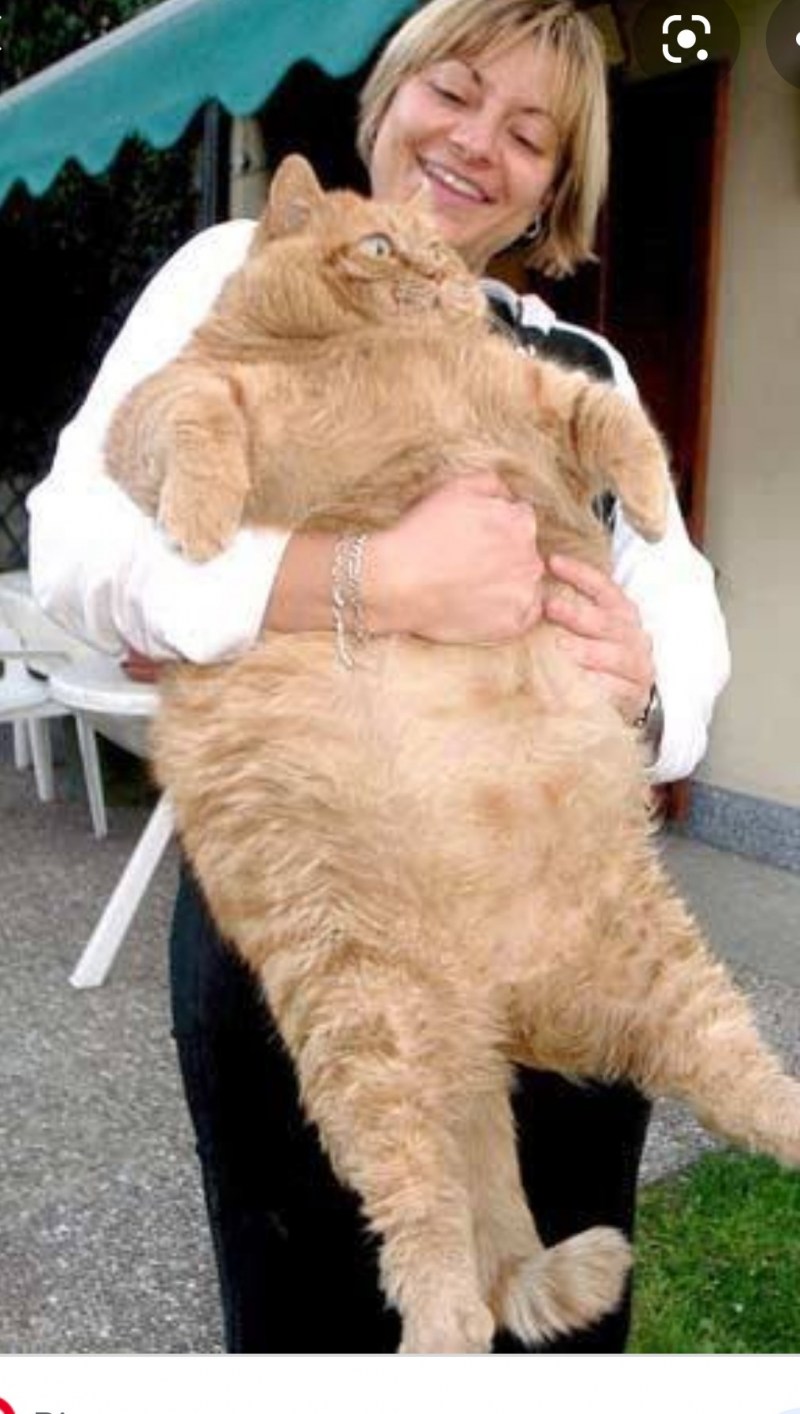 Кот огромный толстый