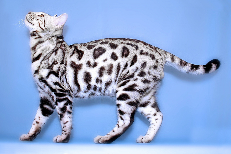 Бенгальский кот